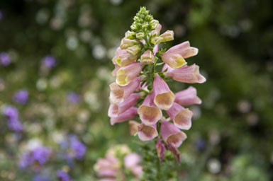 Purple Foxglove. Link to Life Stage Gift Planner Under Age 60 Situations.
