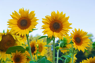 Sunflowers. Link to Life Stage Gift Planner Over Age 70 Situations.