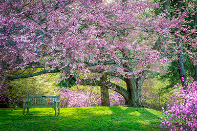 Flowering tree. Link to Gifts That Protect Your Assets